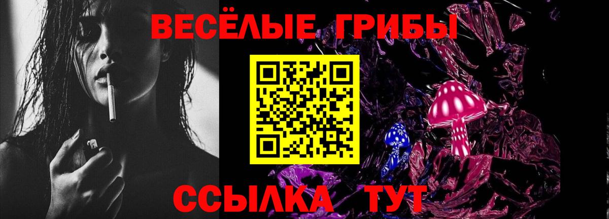 Псилоцибиновые грибы Psilocybe Новоалтайск